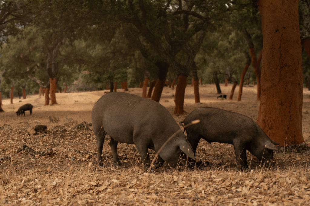 Black Iberian pigs feeding in the dehesa