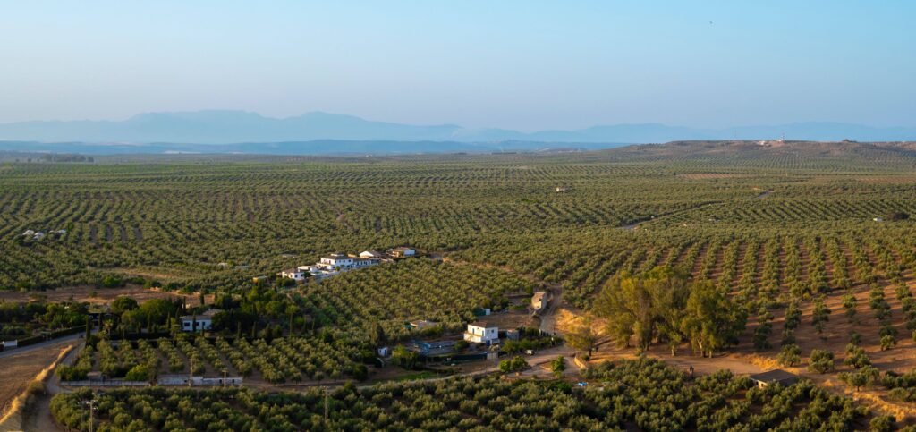 An open landscape of olive groves in Andalucia. These three images highlight the different landscapes of northern Spain vs southern Spain.